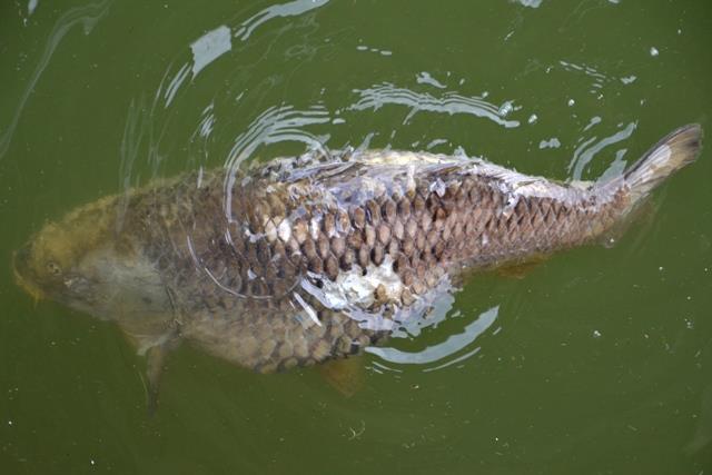 Interesante :) - dsc2850.JPG